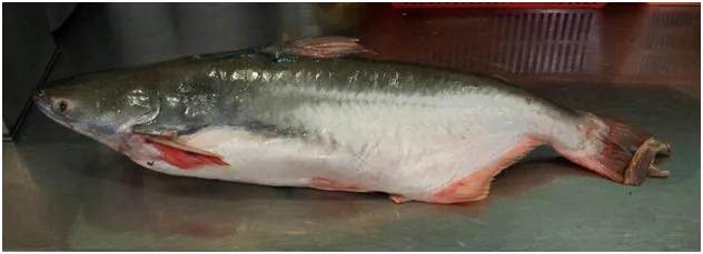 Patin Fish 河巴丁