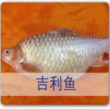 Kerai Fish 吉利鱼