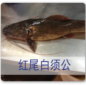 Redtail Catfish 红尾白须公鱼