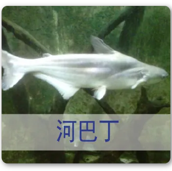 Patin Fish 河巴丁
