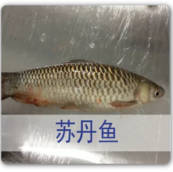 Sultan Fish 苏丹鱼