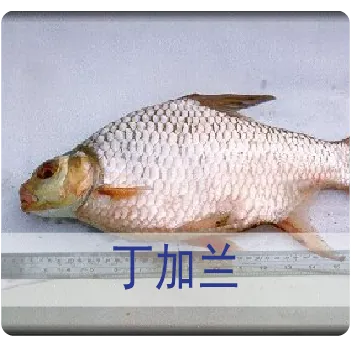 Tenggalan 丁加兰