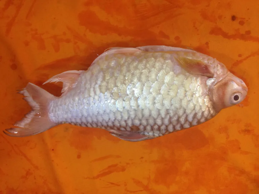 Kerai Fish 吉利鱼
