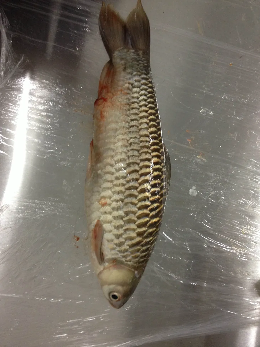 Sultan Fish 苏丹鱼