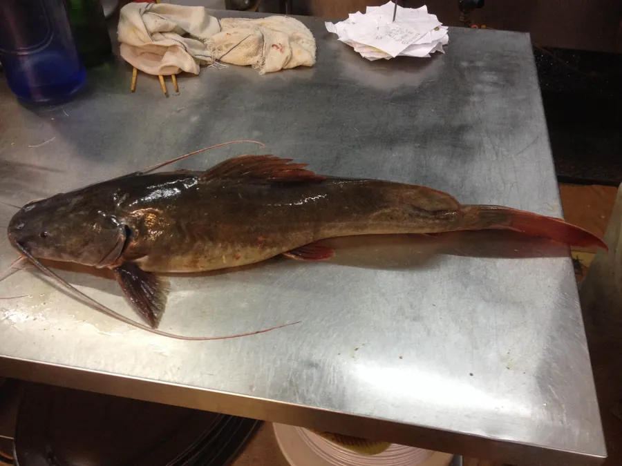 Redtail Catfish 红尾白须公鱼